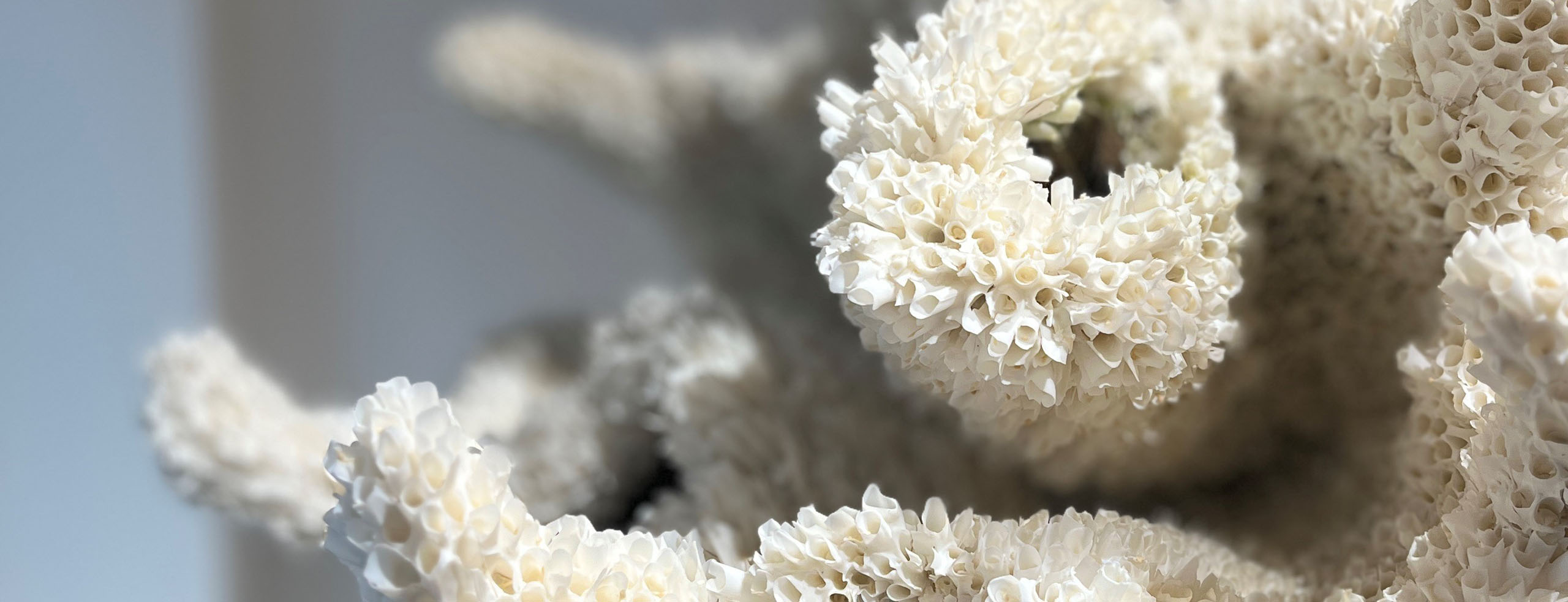 Claudia Biehne – Koralle Claudia Biehne - Koralle